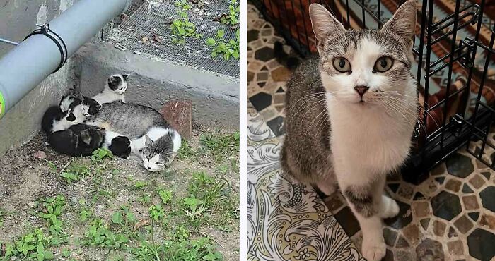 Mother cat with newborn kittens outdoors alongside a rescued cat, representing inspiring stories of cats who found love.