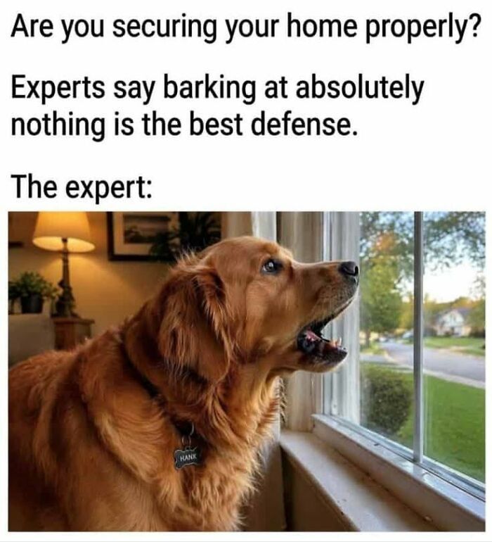 50 Animal Memes From The “Love Animal Memes” Facebook Page That Perfectly Capture The Chaos Of Living With Pets