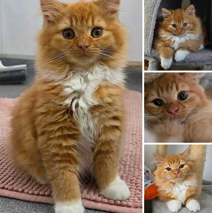 Fluffy fluffy orange kitten sitting on a mat, showcasing inspiring stories of cats who found love.