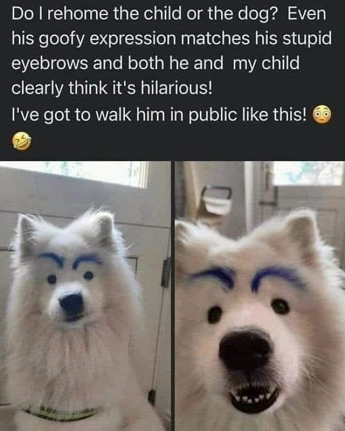 50 Animal Memes From The “Love Animal Memes” Facebook Page That Perfectly Capture The Chaos Of Living With Pets