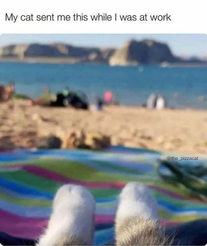 50 Animal Memes From The “Love Animal Memes” Facebook Page That Perfectly Capture The Chaos Of Living With Pets