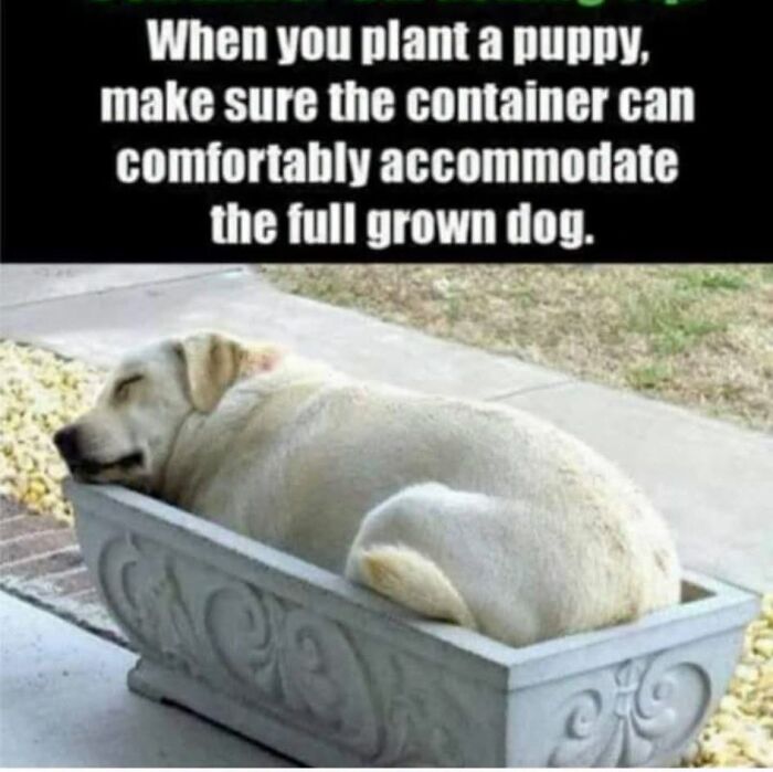 50 Animal Memes From The “Love Animal Memes” Facebook Page That Perfectly Capture The Chaos Of Living With Pets