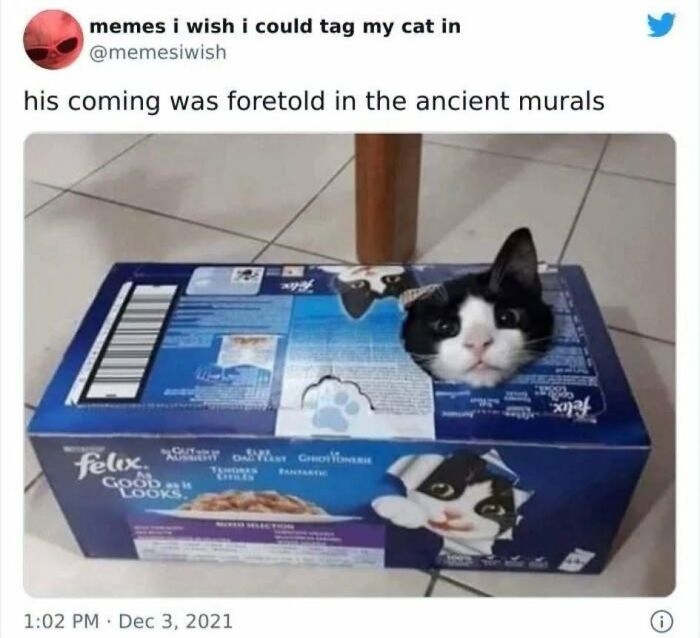 50 Animal Memes From The “Love Animal Memes” Facebook Page That Perfectly Capture The Chaos Of Living With Pets