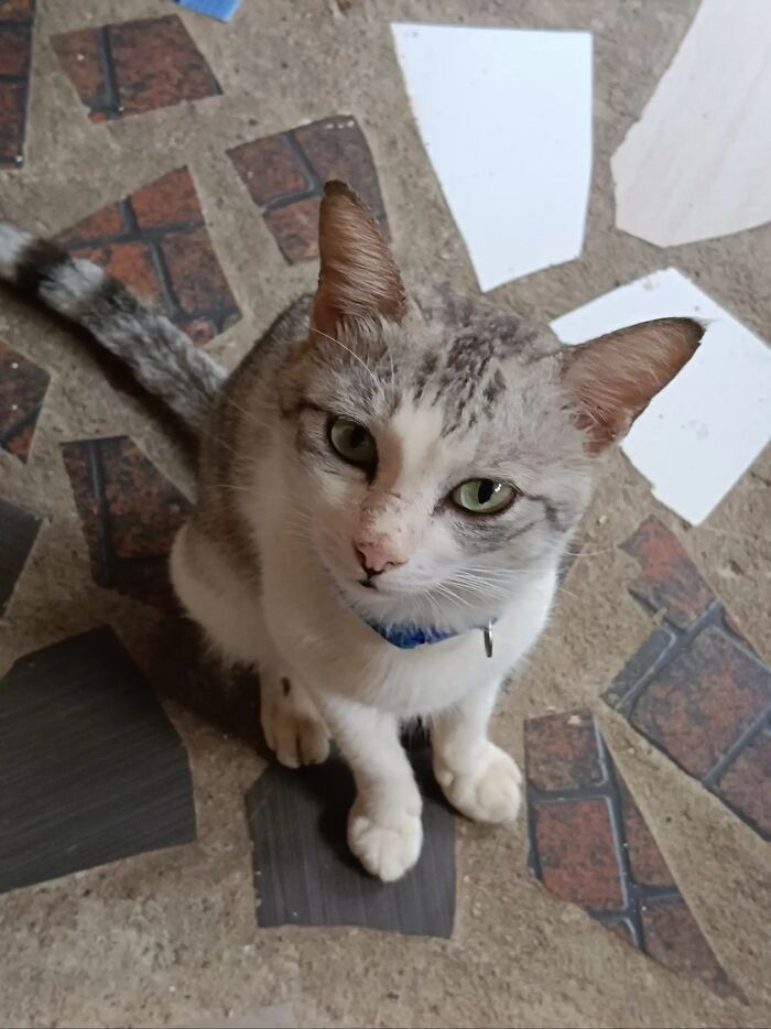 A gray and white cat with green eyes looking up, part of life stories with pets