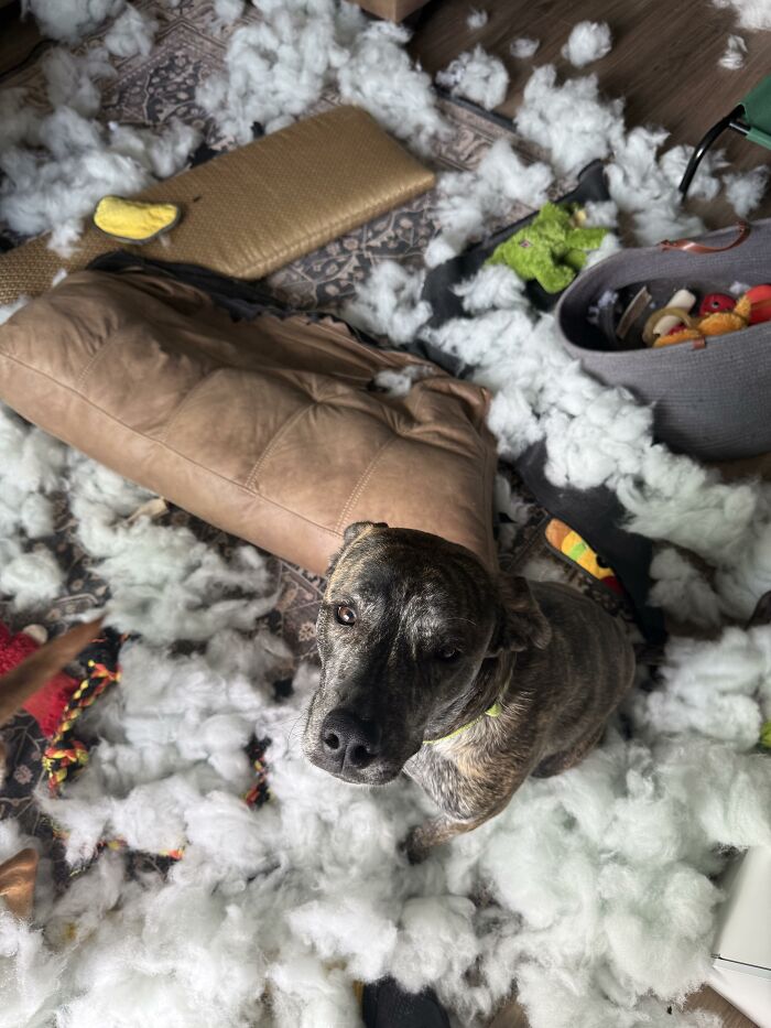 Brindle dog sitting amid stuffing from destroyed cushion