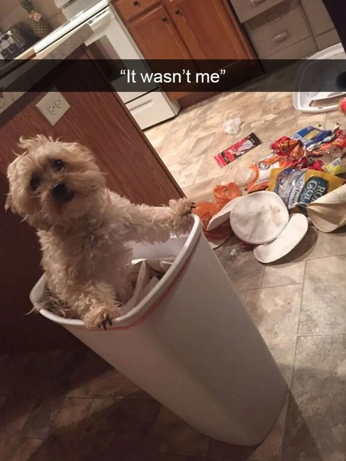 Dog caught inside trash can with spilled garbage showing trouble dogs cause