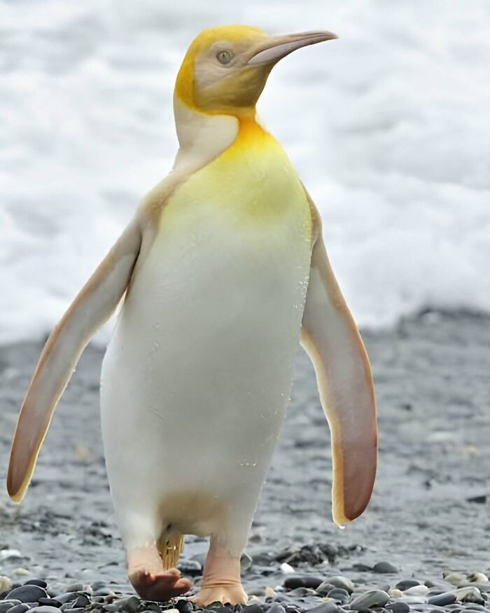 Cool and rare yellow and white king penguin standing on a rocky beach