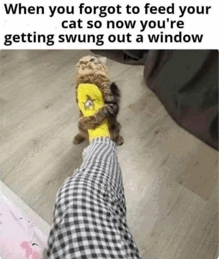 50 Animal Memes From The “Love Animal Memes” Facebook Page That Perfectly Capture The Chaos Of Living With Pets