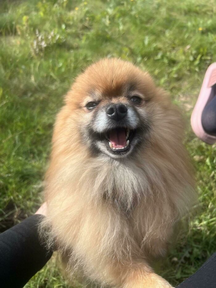 A fluffy Pomeranian dog smiling happily outdoors, representing life stories lived with pets