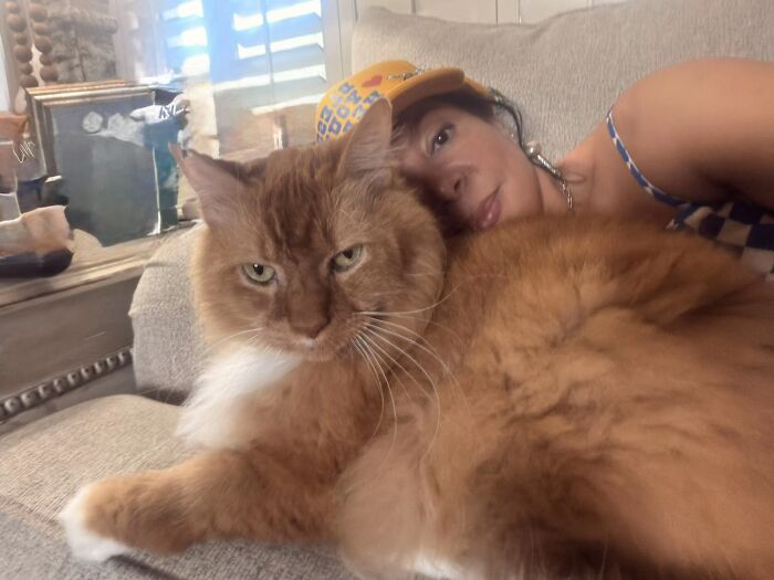 A fluffy orange cat rests closely with its owner, highlighting the close bond of pet life stories.
