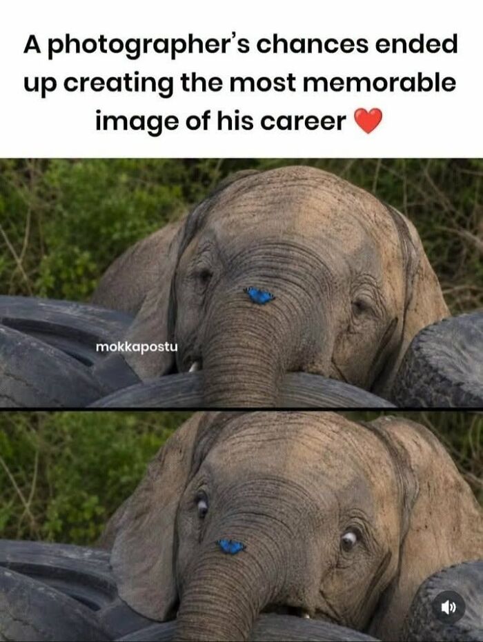 50 Animal Memes From The “Love Animal Memes” Facebook Page That Perfectly Capture The Chaos Of Living With Pets