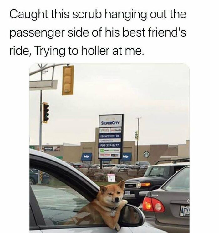 50 Animal Memes From The “Love Animal Memes” Facebook Page That Perfectly Capture The Chaos Of Living With Pets