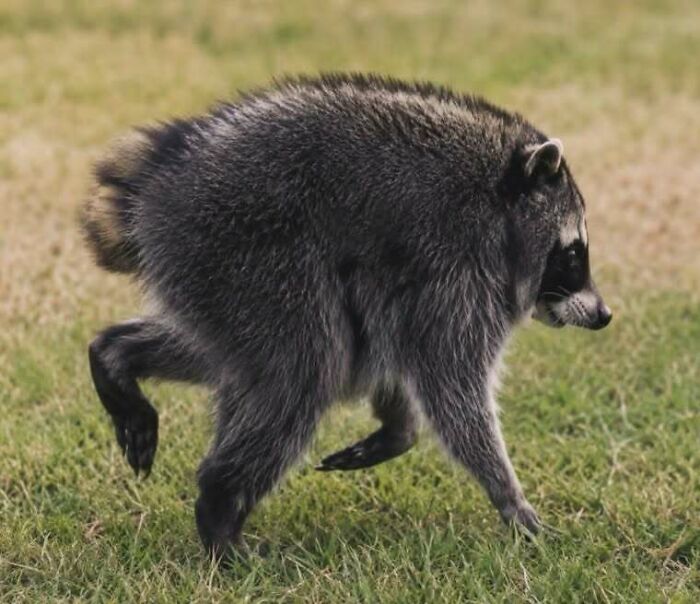 An unusually short, round raccoon scurrying across a grassy lawn in one of many funny raccoon stories.