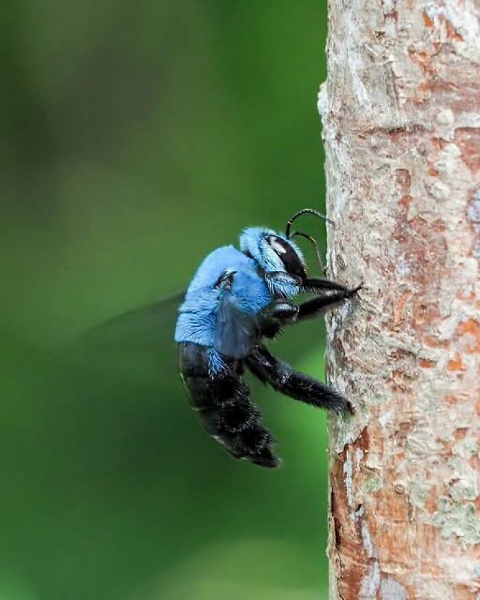 An interesting close-up of a rare vibrant blue carpenter bee on a tree trunk