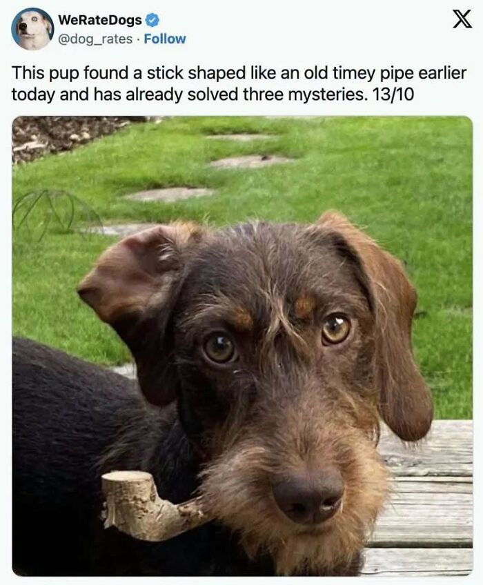 50 Animal Memes From The “Love Animal Memes” Facebook Page That Perfectly Capture The Chaos Of Living With Pets