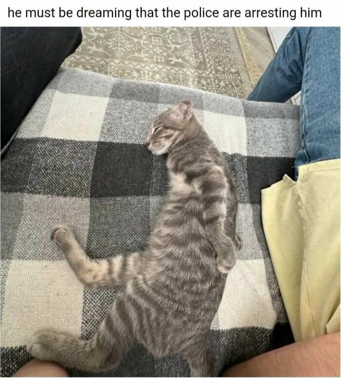 50 Animal Memes From The “Love Animal Memes” Facebook Page That Perfectly Capture The Chaos Of Living With Pets