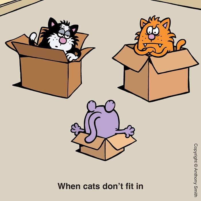Funny cat comics cartoon with three cats trying to fit into small cardboard boxes.