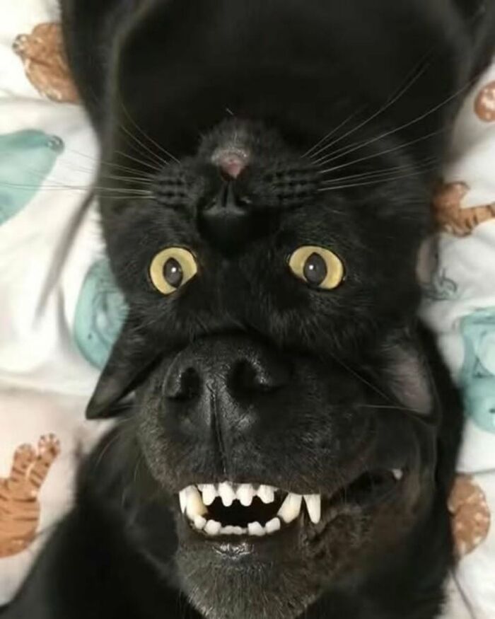 An entertaining pic of a black cat and a black dog lying together, creating a funny upside-down optical illusion.