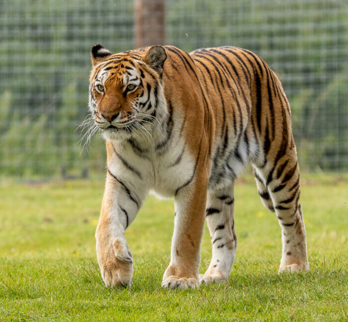 Fate Of Tiger That Mauled Man After He Entered Its Enclosure Finally Revealed Fate Of Tiger That Mauled Man After He Entered Its Enclosure Finally Revealed