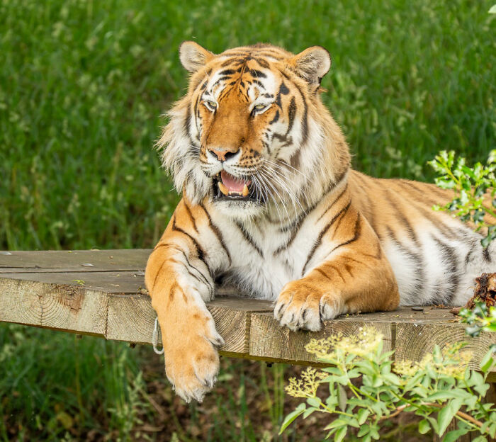 Fate Of Tiger That Mauled Man After He Entered Its Enclosure Finally Revealed Fate Of Tiger That Mauled Man After He Entered Its Enclosure Finally Revealed
