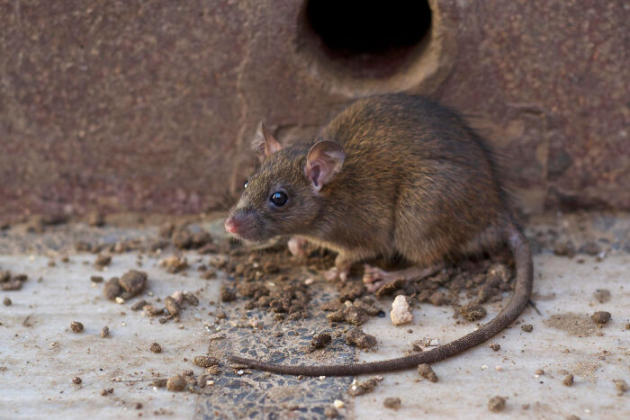 A brown rat on the floor, reminding healthcare workers of sanitary risks in facilities.