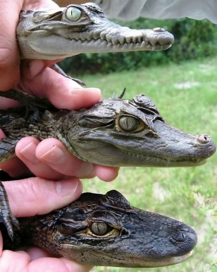 Three small baby caimans being held, showing cool gradient scale patterns.
