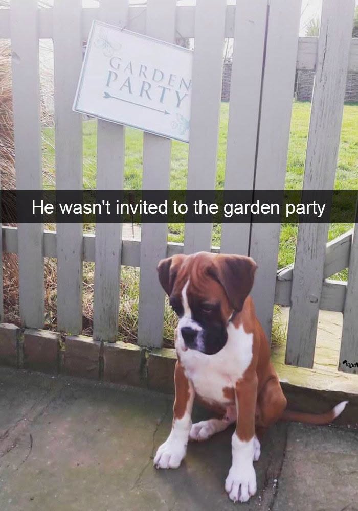 50 Animal Memes From The “Love Animal Memes” Facebook Page That Perfectly Capture The Chaos Of Living With Pets