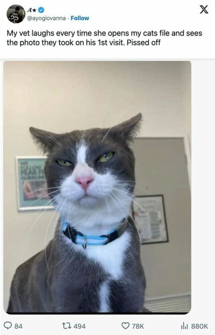 50 Animal Memes From The “Love Animal Memes” Facebook Page That Perfectly Capture The Chaos Of Living With Pets