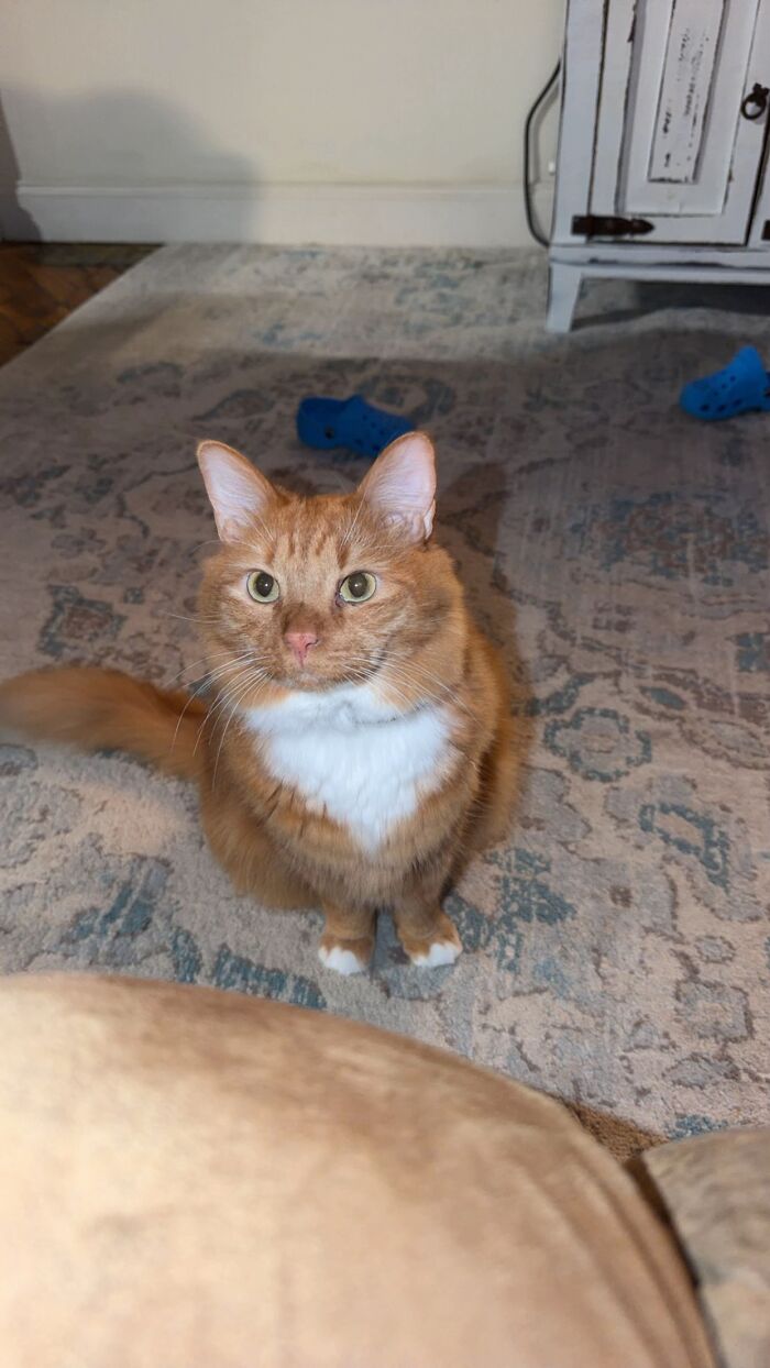 An orange and white cat sits on a rug, as shared in a TikTok trend about life stories with pets.