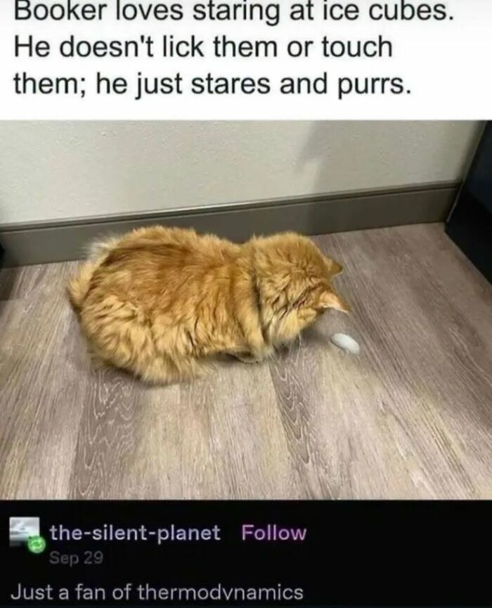 50 Animal Memes From The “Love Animal Memes” Facebook Page That Perfectly Capture The Chaos Of Living With Pets
