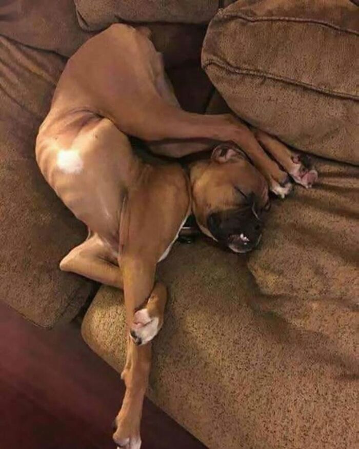 A brown dog sleeping in a bizarre, twisted position on a couch, creating cool and entertaining pics