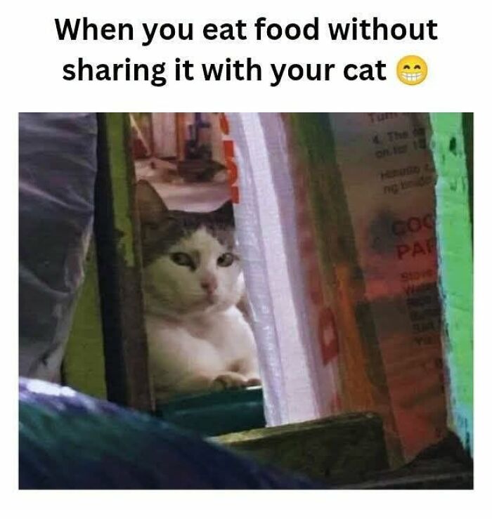 50 Animal Memes From The “Love Animal Memes” Facebook Page That Perfectly Capture The Chaos Of Living With Pets