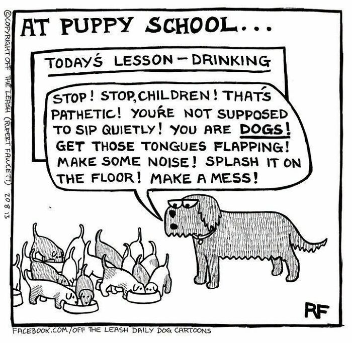 Funny Off The Leash dog cartoons showing an adult dog teaching puppies a drinking lesson at puppy school.