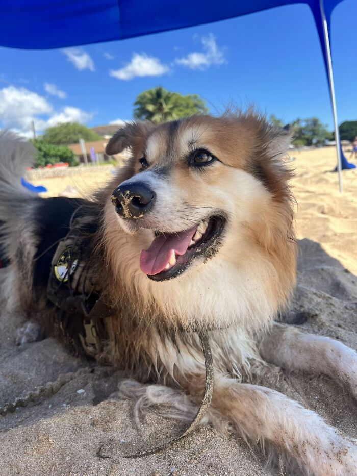 Happy dog on a sandy beach sharing life stories with pets