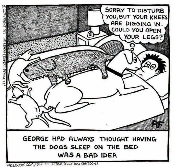 Funny Off The Leash dog cartoon showing multiple dogs sleeping on a bed with their owner.