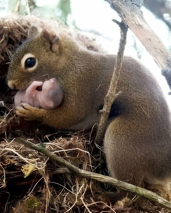 A mother squirrel holding her tiny newborn baby in her nest, one of many interesting pics