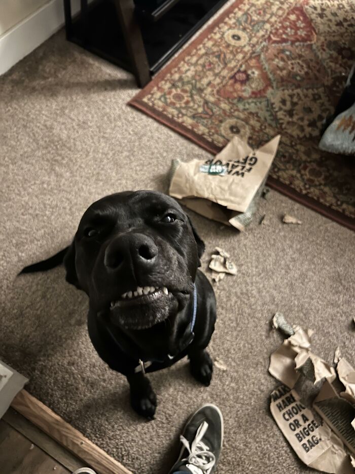 Black dog with guilty expression by torn paper mess showing dog trouble