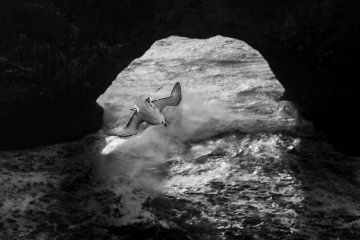 A seagull flying through a rocky archway over crashing waves at a black sand Iceland shore.