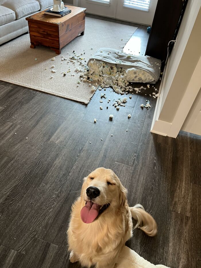 Happy golden retriever next to destroyed dog bed after dog trouble