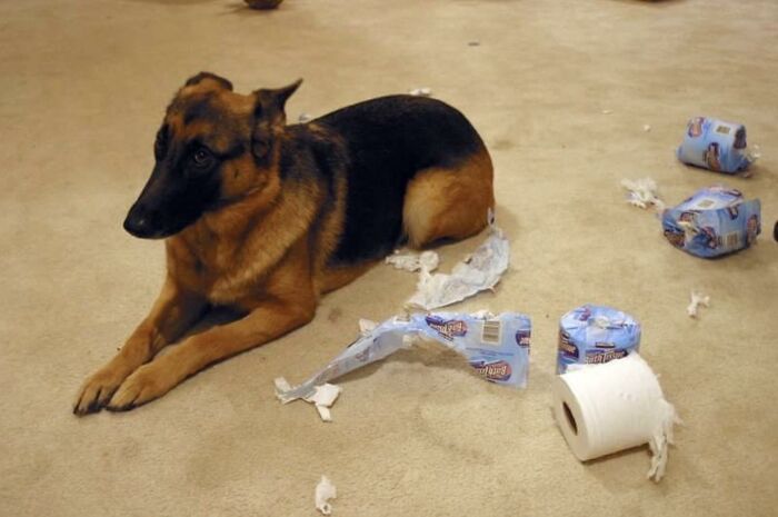 German shepherd lying on floor surrounded by shredded toilet paper mess
