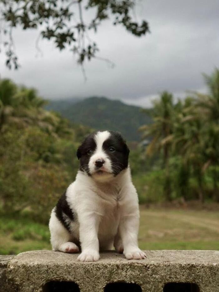 A black and white abandoned puppy sitting on a wall, rescued by the All Sato Rescue organization.