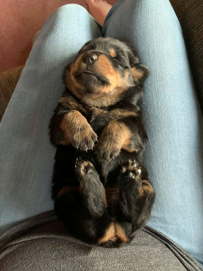 Adorable tiny Rottweiler sleeping puppy lying peacefully on its back in a person's lap