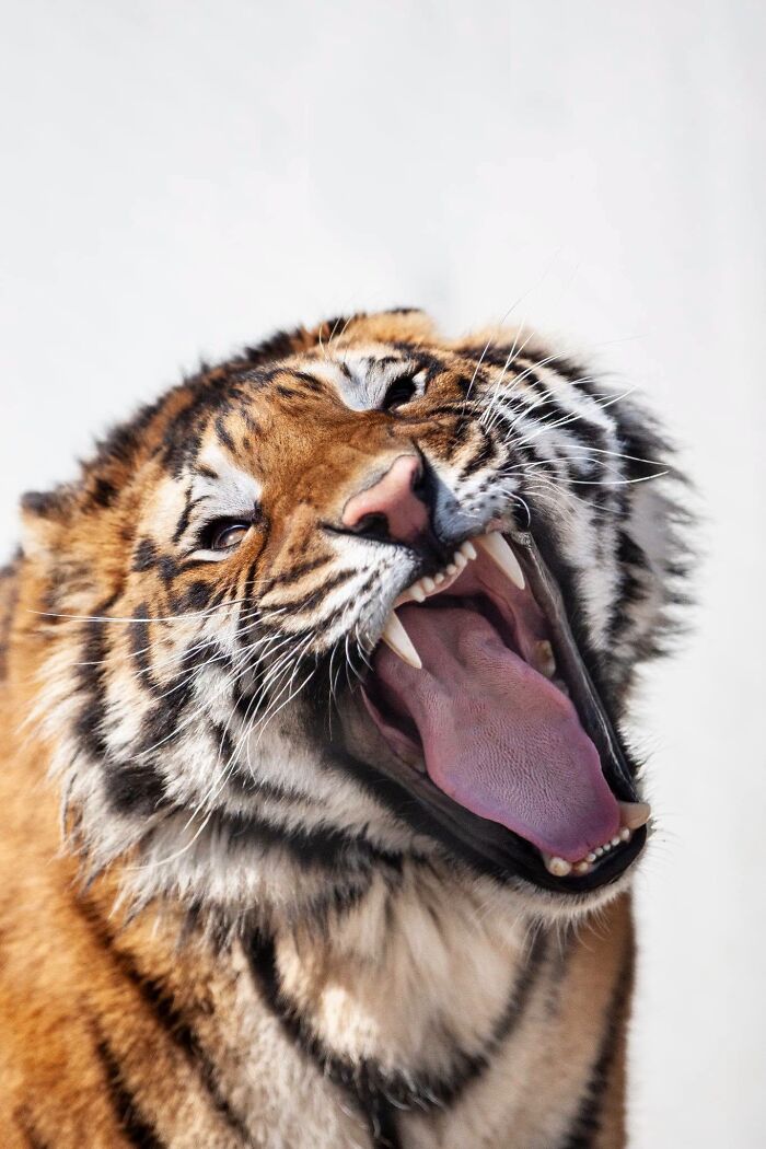 Close-up of a tiger captured by a wildlife photographer yawning widely.