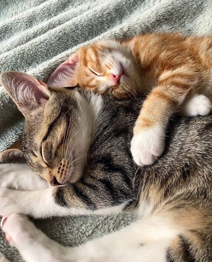 21 Heartwarming Photos Of Mama Cats And Their Kittens That Show A Mother’s Love Is Truly Special