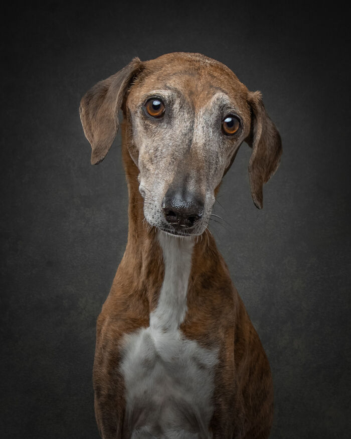 Sweet look of senior brown and white dog in doggy photo portrait