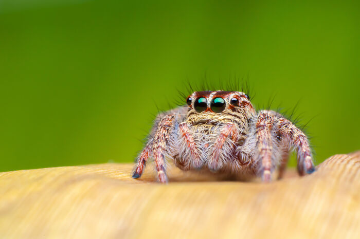 A close-up shot of a tiny jumping spider, a creature that may surprise healthcare workers.
