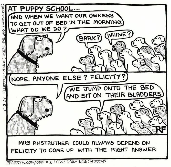 Funny Off The Leash dog cartoon by Rupert Fawcett depicting an adult dog teaching a classroom full of puppies.