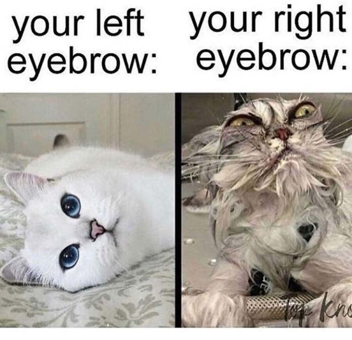 Side by side cat meme contrasting a pristine white cat with a scruffy wet cat.
