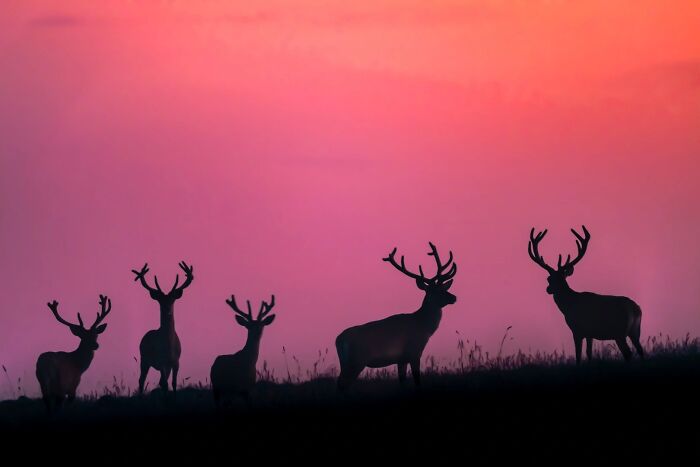 Silhouettes of deer against a vibrant sunset for OurNature Environmental Photo Awards.