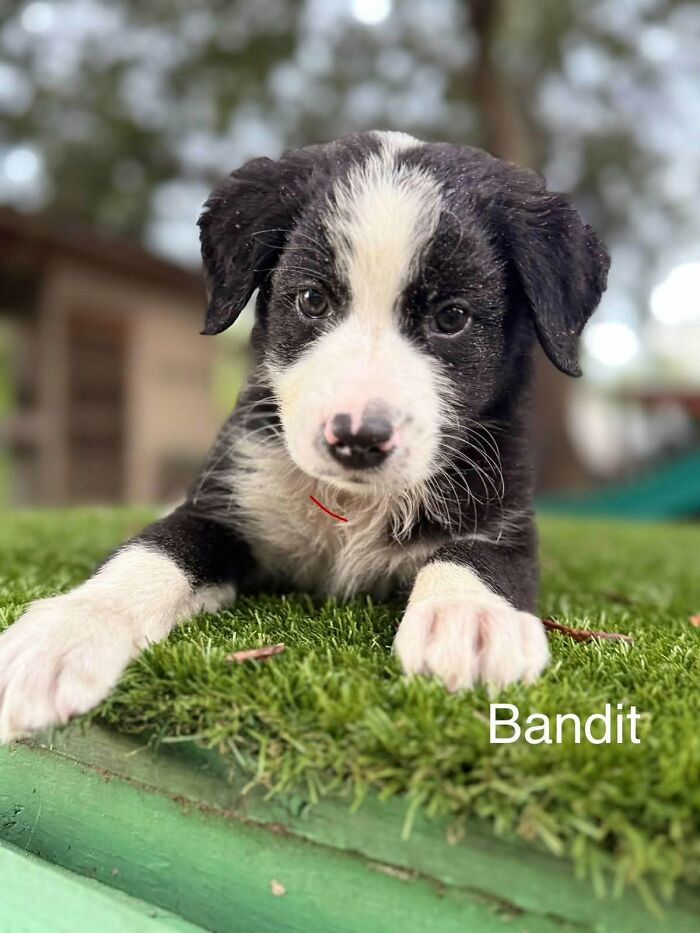 Adorable abandoned puppy named Bandit lying on green grass